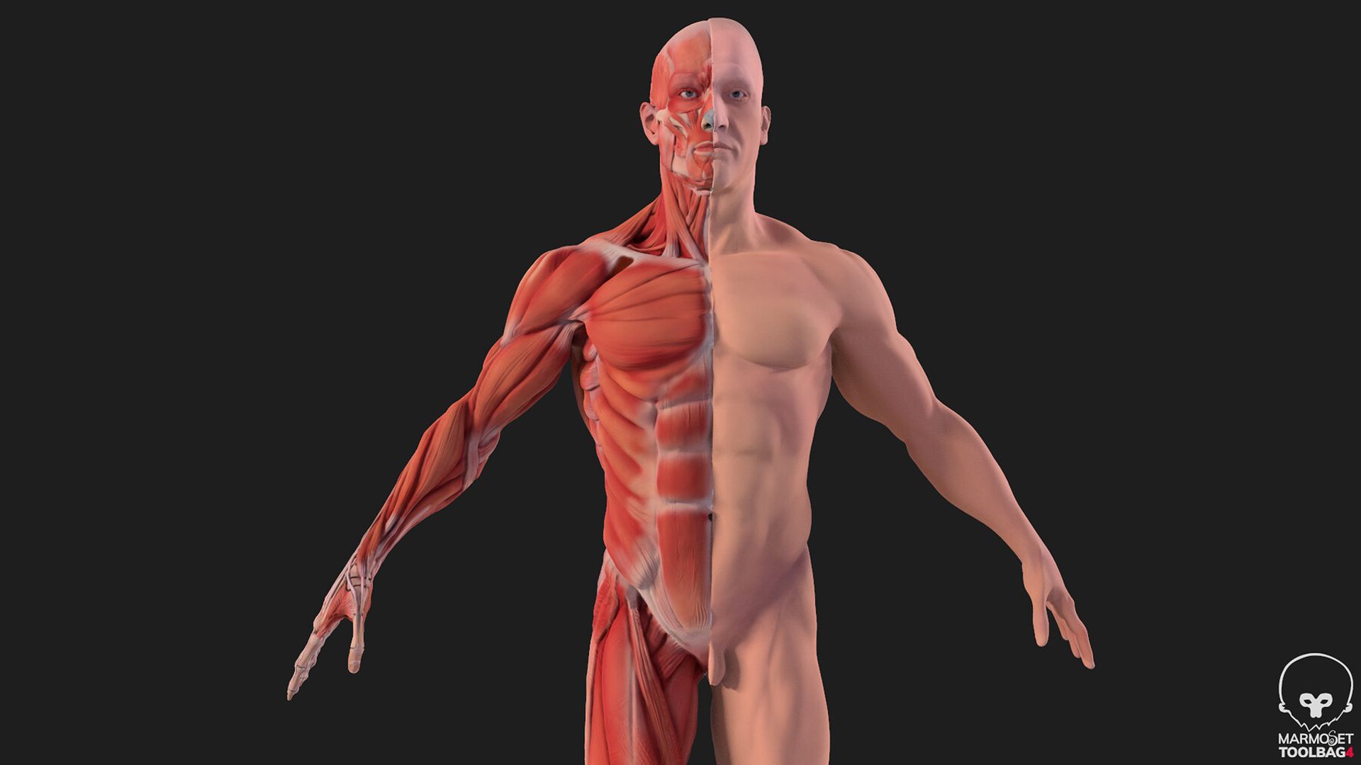 Character & Anatomy — View 04 by Paxeel