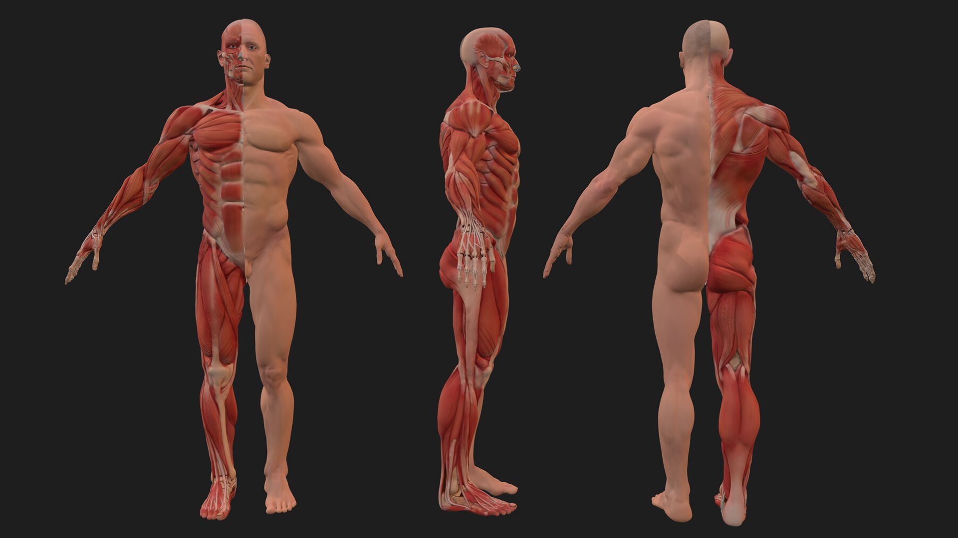 Character & Anatomy — View 05 by Paxeel