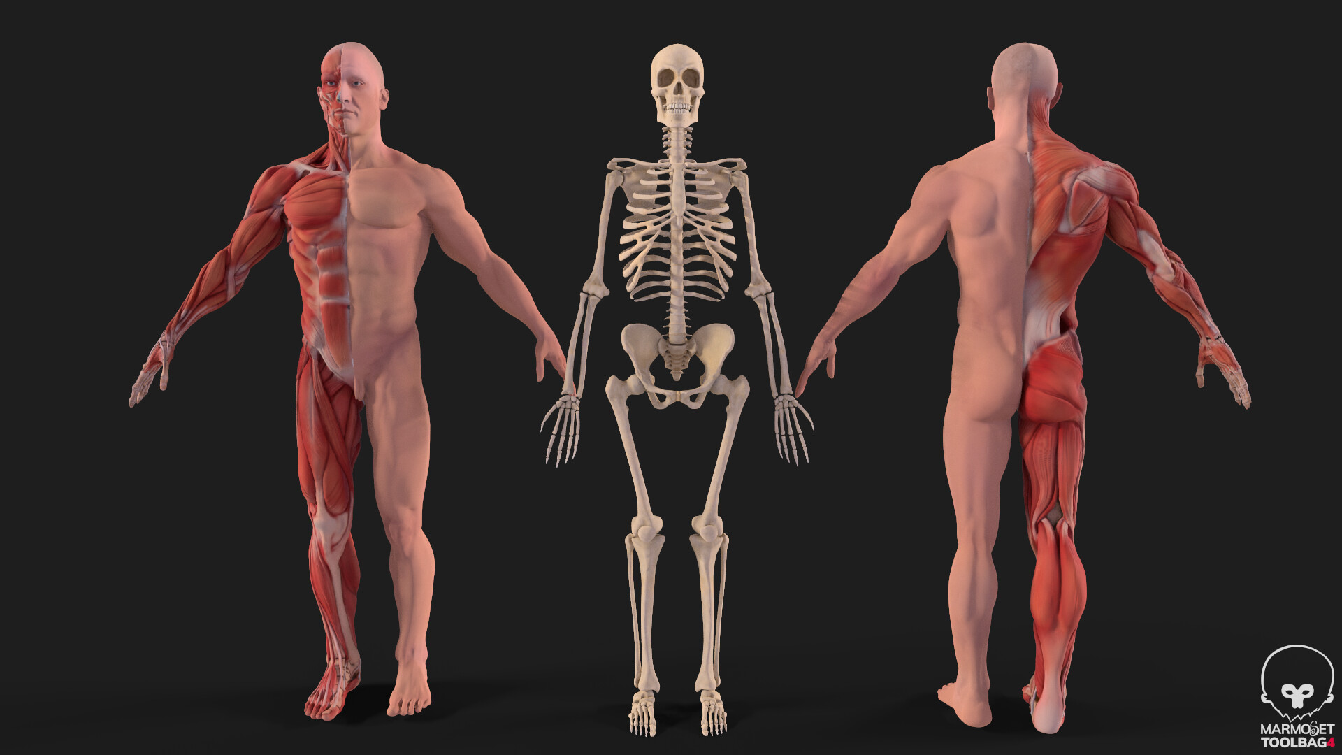Character & Anatomy — View 17 by Paxeel