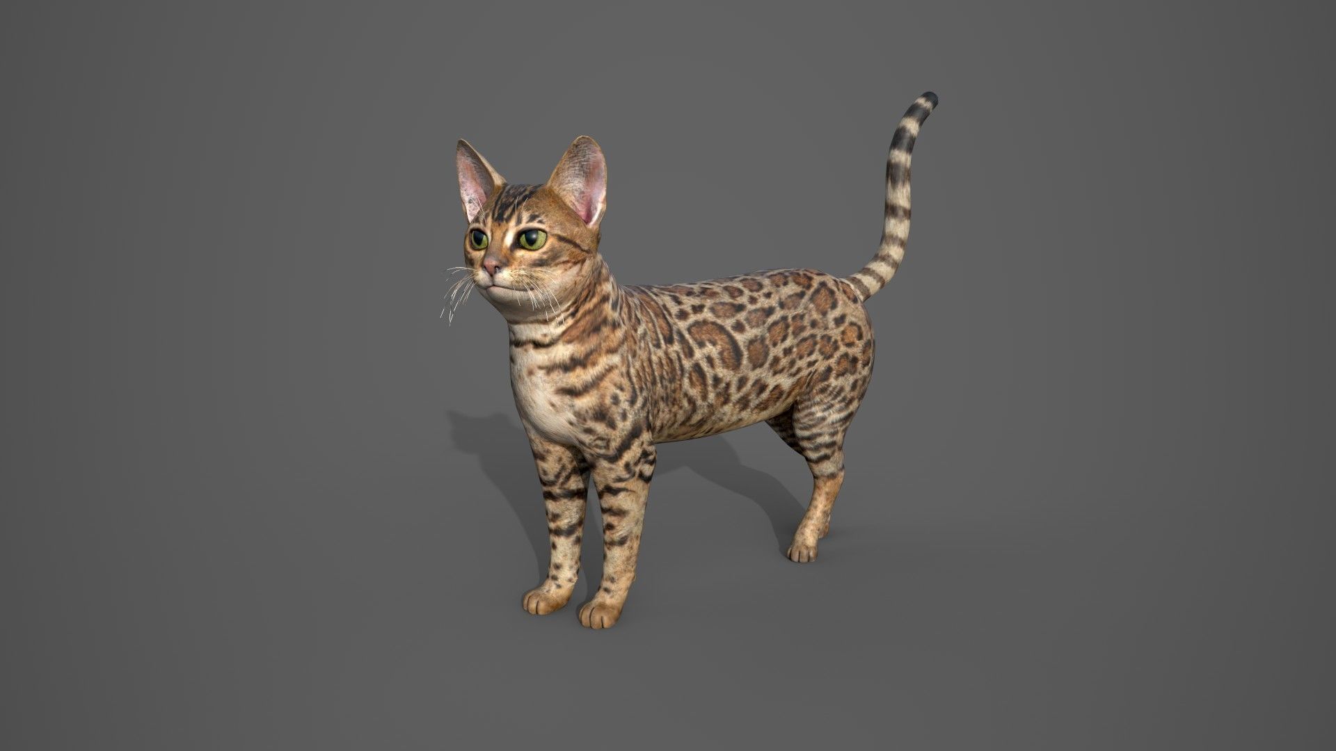 Wildlife Animal — View 04 by Paxeel