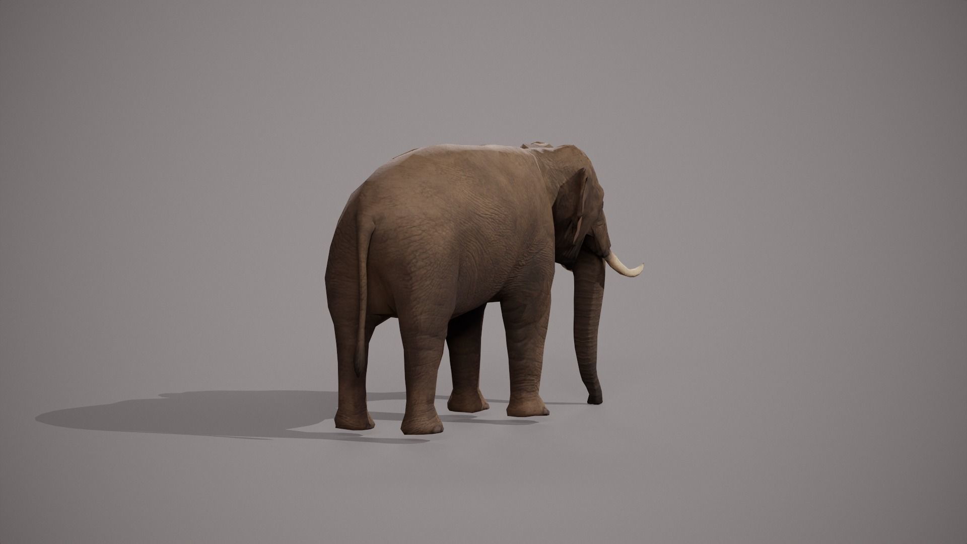 Wildlife Animal — View 05 by Paxeel